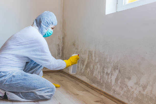Licensed Black Mold Removal service in Chelsea, MA - WQB Mold Removal