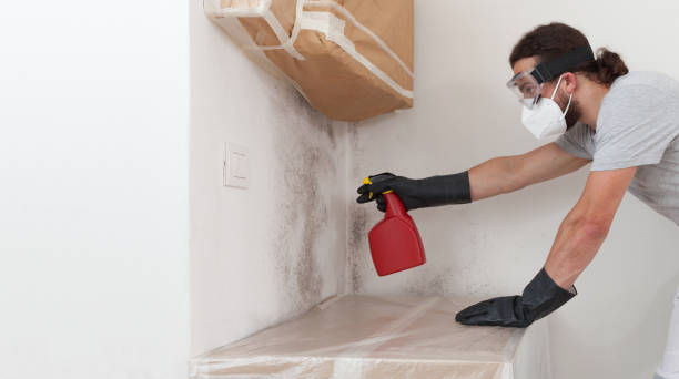 Professional Black Mold Removal technician working in Chelsea, MA