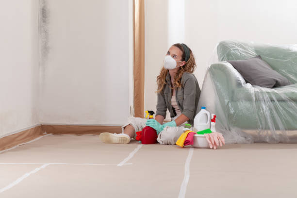 Reliable Black Mold Removal contractor in Chelsea, MA by WQB Mold Removal