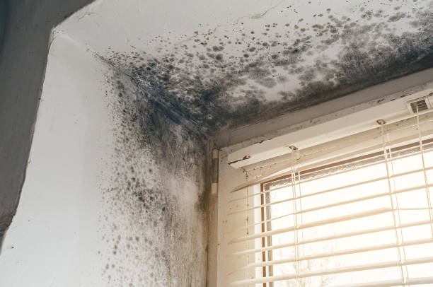 Affordable Black Mold Removal solutions in Chelsea, MA